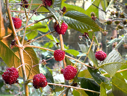 CHOCOFRAMBUESAS - 100 GR